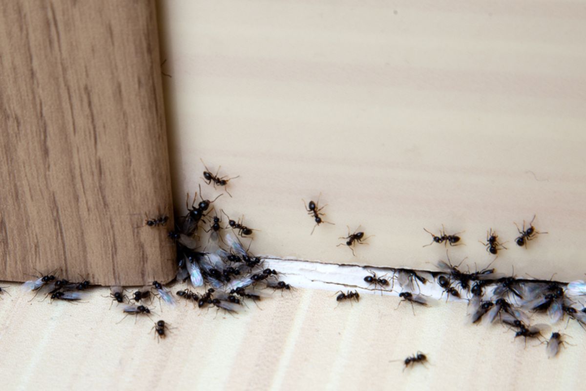 Cara Mengusir Semut Dan Serangga Dari Tempat Gula